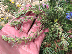 Artemisia campestris borealis
