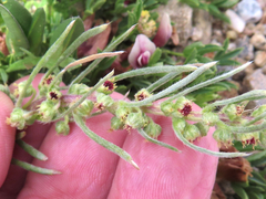 Artemisia campestris borealis