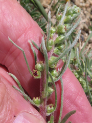 Artemisia campestris borealis