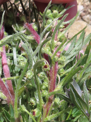 Artemisia campestris borealis