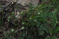 Chaerophyllum nanhuense
