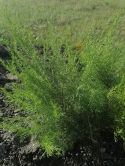 Artemisia abrotanum