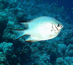 Amblyglyphidodon indicus