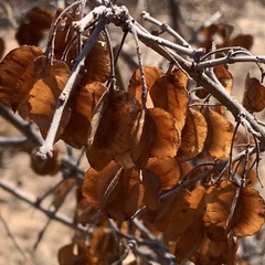 Combretum apiculatum