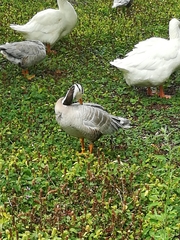 Anser indicus