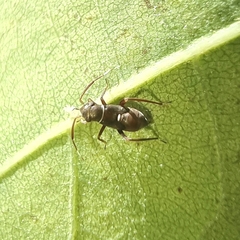 Pilophorus perplexus