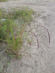 Elymus sibiricus