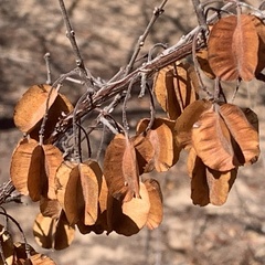 Combretum apiculatum