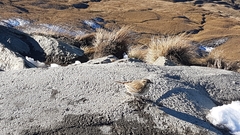 Anthus novaeseelandiae