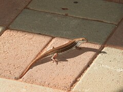 Trachylepis occidentalis