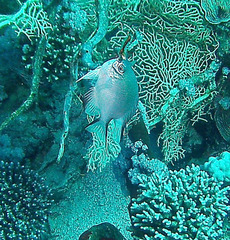 Amblyglyphidodon indicus