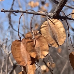 Combretum apiculatum