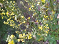 Asphondylia verbasci