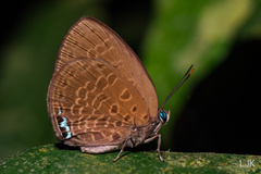 Arhopala muta