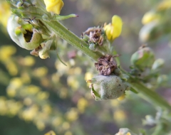 Asphondylia verbasci