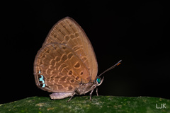 Arhopala muta