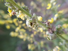 Asphondylia verbasci