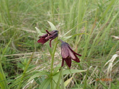 Fritillaria camschatcensis