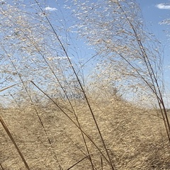 Aristida meridionalis