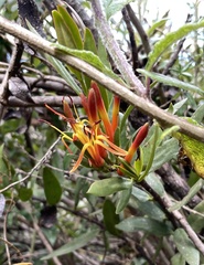 Tristerix longibracteatus
