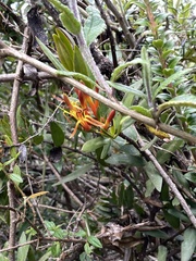 Tristerix longibracteatus