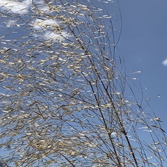 Aristida meridionalis