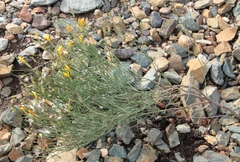 Chondrilla brevirostris