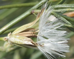 Chondrilla brevirostris