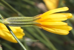 Chondrilla brevirostris