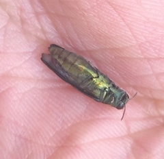 Agrilus planipennis