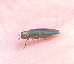 Agrilus planipennis
