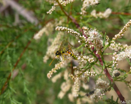 Hellwigia elegans