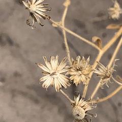 Felicia clavipilosa