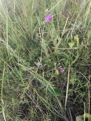 Oxytropis glabra