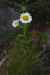 Aster takasagomontanus