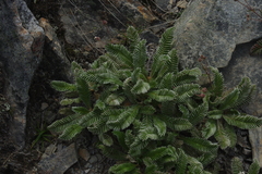 Argentina tugitakensis