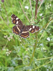 Araschnia levana