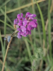 Oxytropis glabra