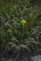 Argentina tugitakensis