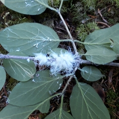 Prociphilus xylostei