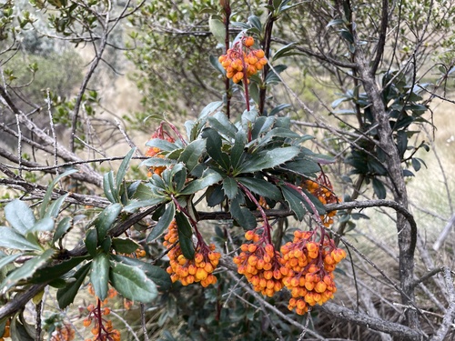 Berberis simonsii
