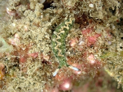 Thuridilla carlsoni