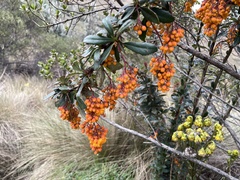 Berberis pichinchensis