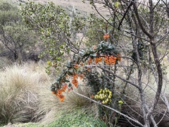 Berberis pichinchensis