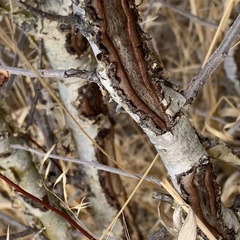 Commiphora angolensis