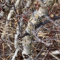Commiphora angolensis