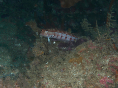 Parapercis multiplicata