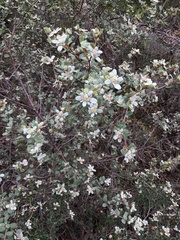 Spyridium coactilifolium