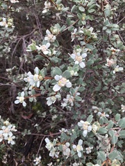 Spyridium coactilifolium