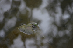 Pelophylax perezi